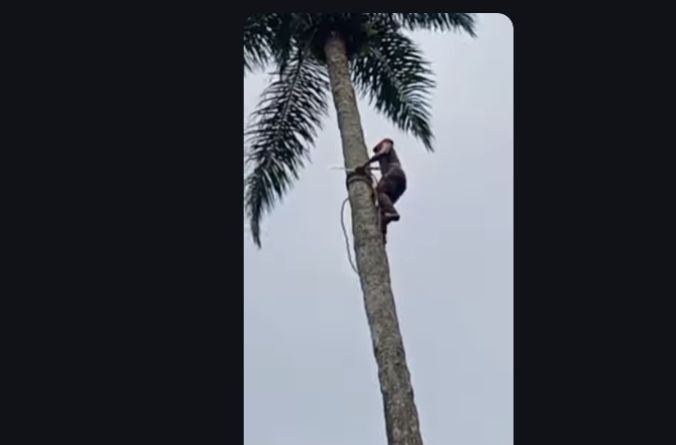 A man climbs at tall palm tree to harvest ripe palm bunches
