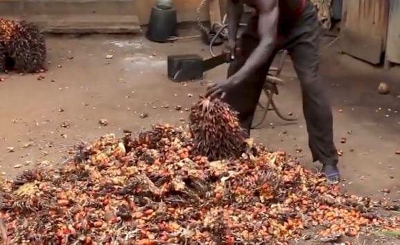 Cutting out the palm bunch spikelets in the local processing and extraction of crude palm oil