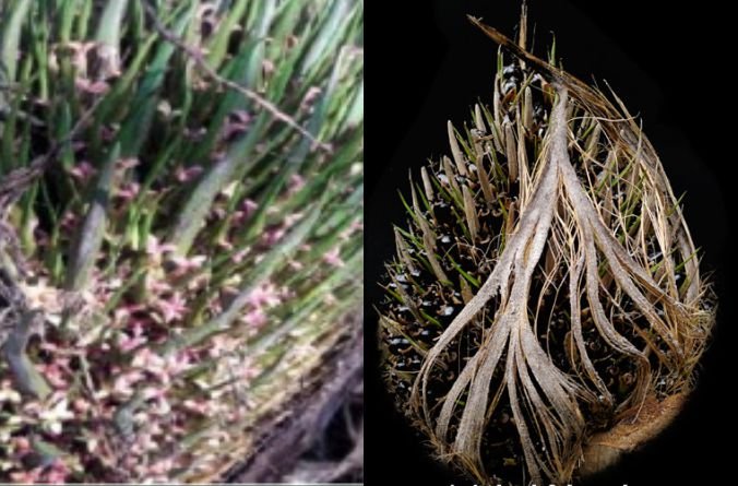 Flowers of the palm oil tree