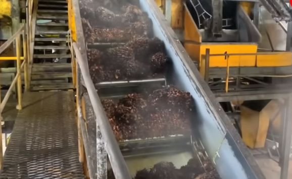 Steam and sterilized palm fruits conveyed to the digester