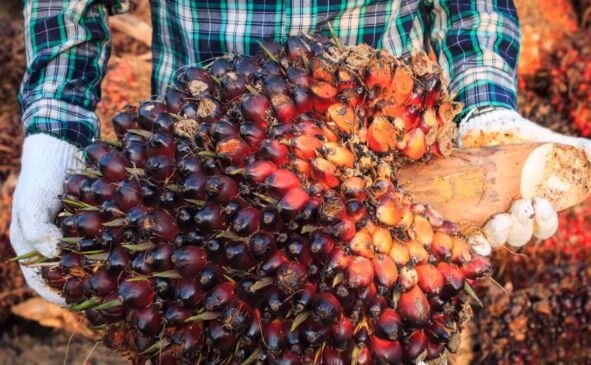 Fresh fruit bunch of palm fruits