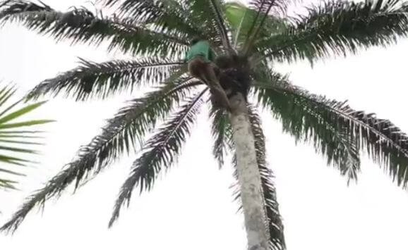 Local/traditional harvesting of fresh fruit bunch of the palm fruit in Nigeria