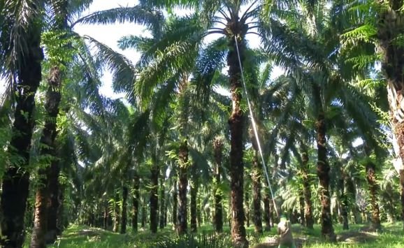 Modern way of harvesting fresh fruit bunches from palm trees