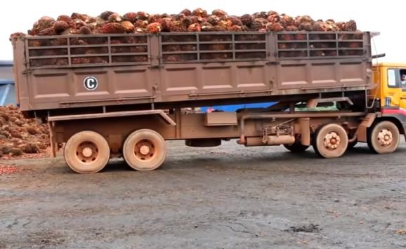 A truck loaded with fresh fruit bunches after harvesting