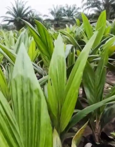 Cultivation of oil palm tree from the nursery