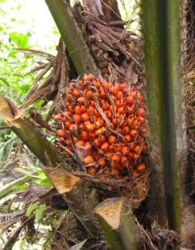 A bunch of palm fruits on the oil palm tree