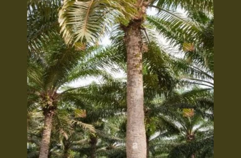 A mature palm oil tree trunk
