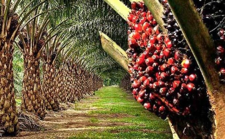 The Palm Oil Value Chain - PalmOil Pathway