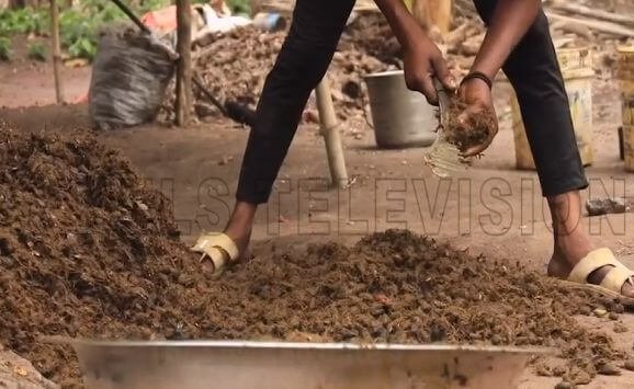 Second threshing of palm pulp to release palm kernels