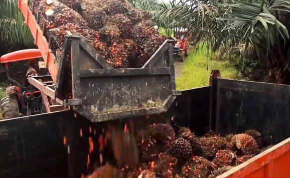 Modern transportation of harvested fresh fruit bunches from palm oil trees plantation