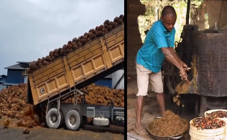 Traditional/local and modern crude palm oil processing and extraction