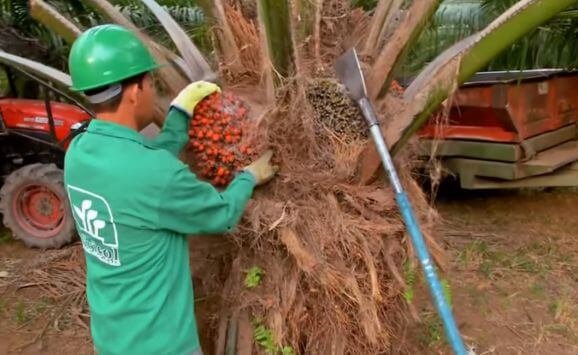 Harvesting the palm fresh fruit bunches The second stage in the palm oil value chain