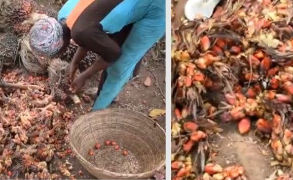 Picking palm fruits from the spikelets after cutting out spikelets