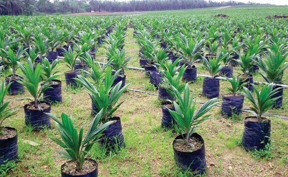 Palm oil seedlings sprouting in the nursery and ready for planting