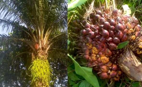 Palm oil tree and a cut ripe bunch