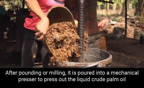 Pressing the palm fruit pulp