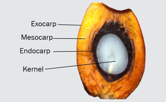 Anatomy of the oil palm fruit