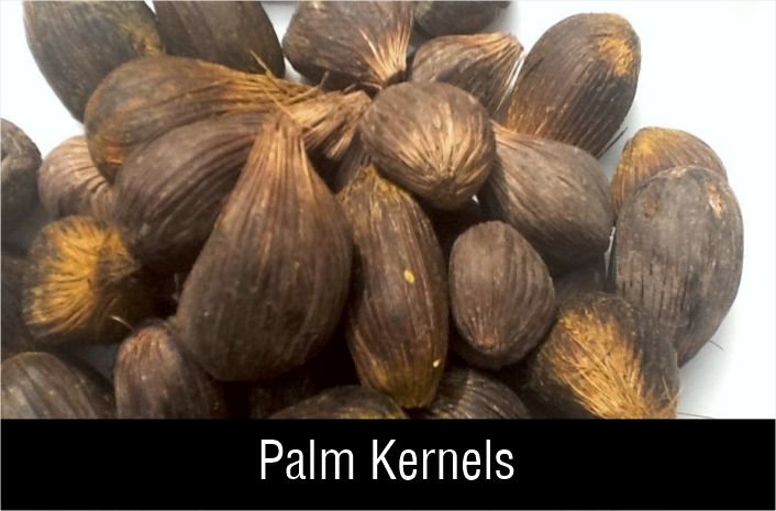 The palm kernels before cracking