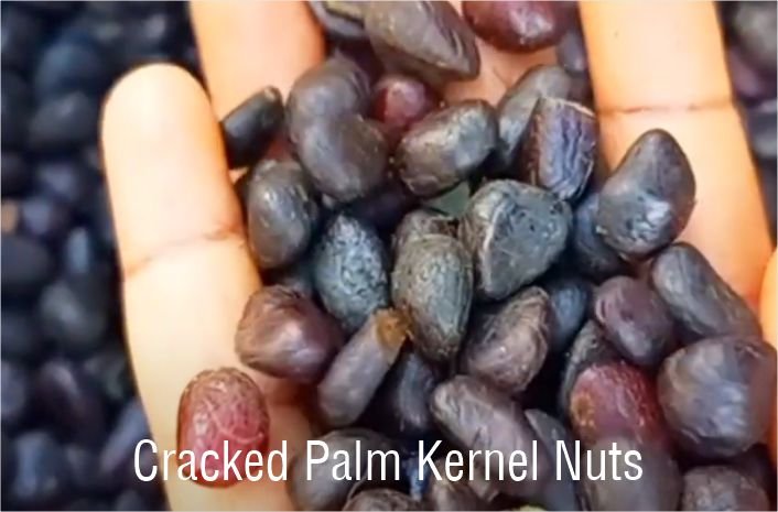 The palm kernel nuts after cracking