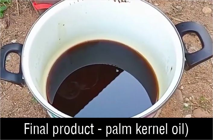 The extracted palm kernel oil