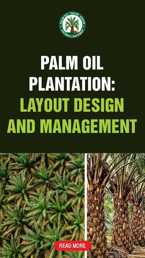 Design of the oil palm plantation layout