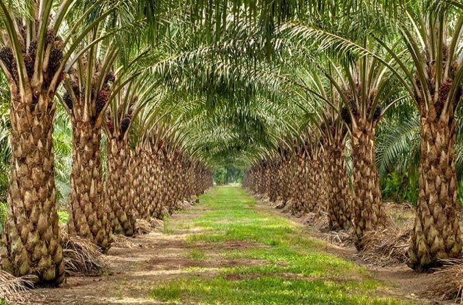 A typical oil palm plantation in Nigeria