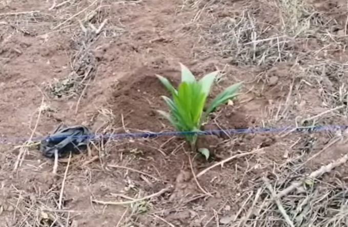 Establishing the oil palm planting with planting of the nursery oil palms