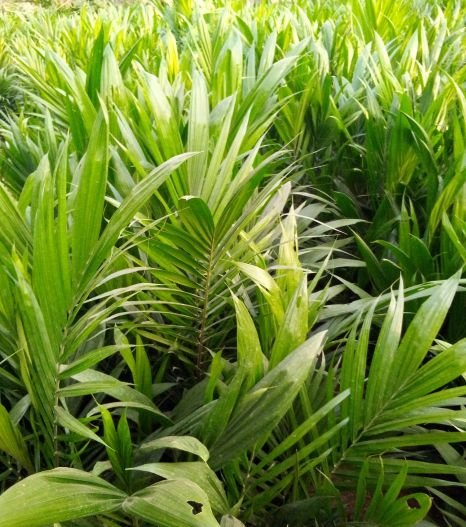 Nursery oil palm being transferred to the plantation