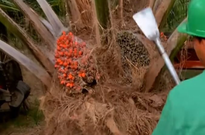 Chisel harvester for harvesting oil palm fresh fruit bunches 