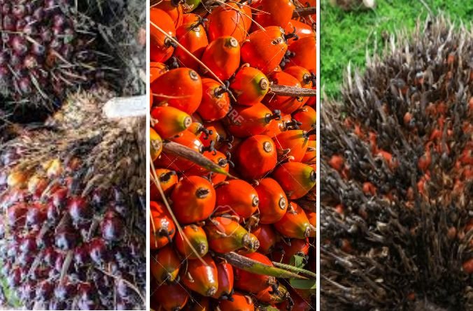 The Four Stages of Oil Palm FFB Ripeness
