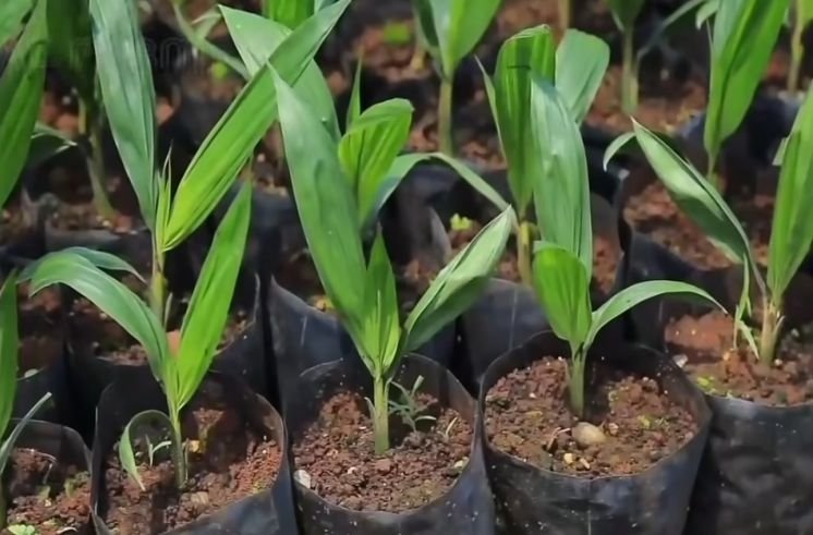Oil palm nursery taken care of