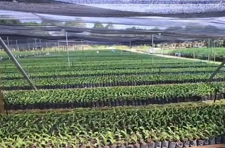 A well managed oil palm nursery