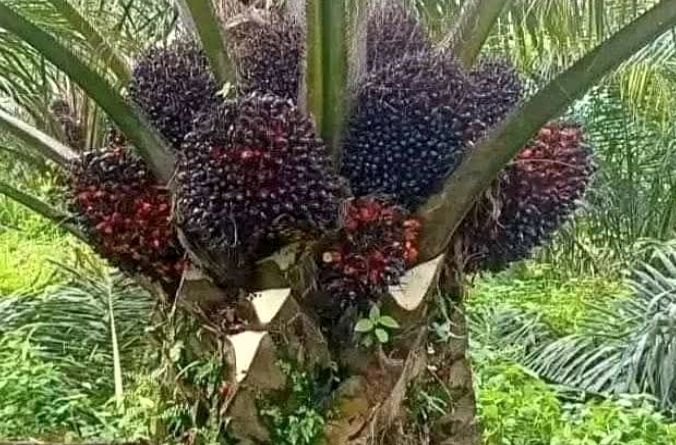 Signs That Oil Palm Fresh Fruit Bunches Are Ready for Harvest