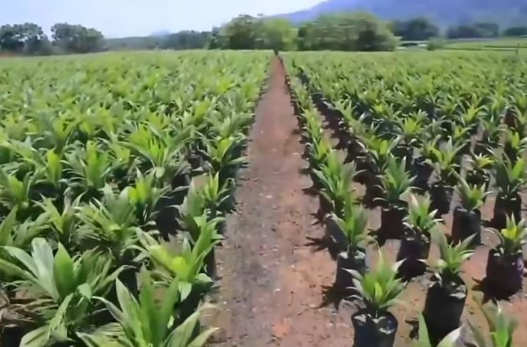 best techniques for oil palm nursery