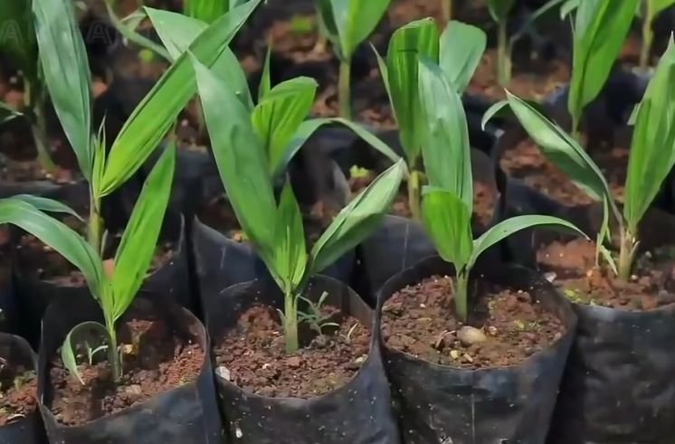 oil palm nursery soil