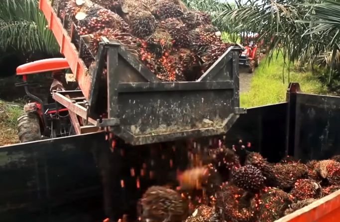 Palm oil processing and extraction in progress