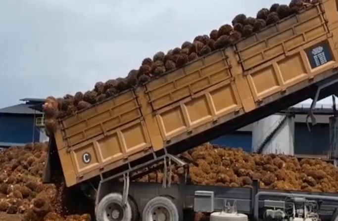 A truck tipping a truckload of palm fresh fruit bunches of palm fruit