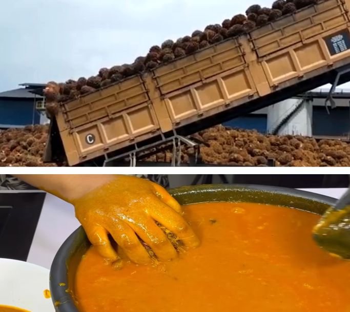 Modern and local palm oil processing and extraction