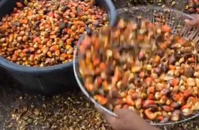 Stages of palm oil processing and extraction