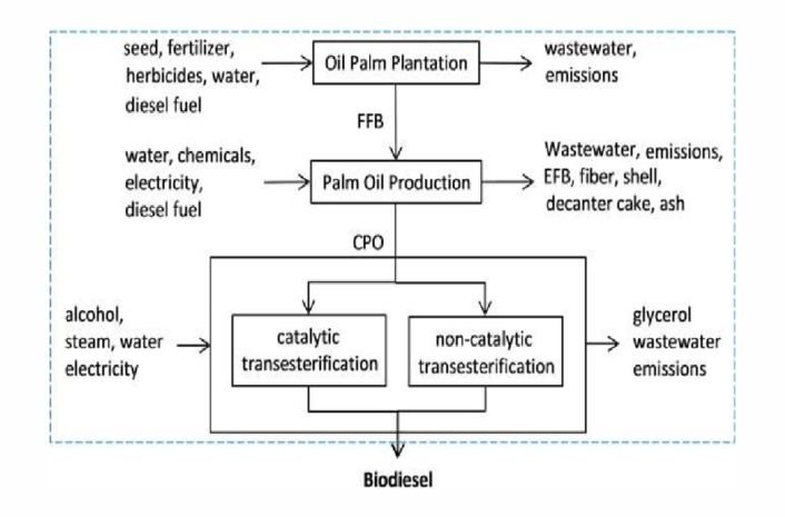Crude palm oil in biofuel production