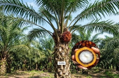 The three types oil palm fruits - dura, tenera and pisifera compare. Dura is shown with thick shell and thin mesocarp