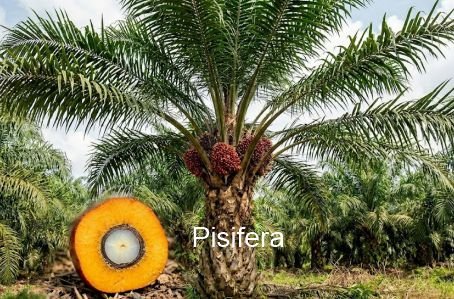 The pisifera oil palm tree
