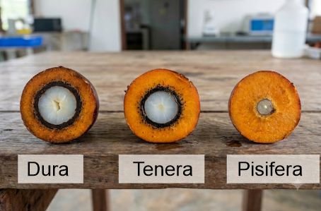 A cross-section of oil palm fruits varieties showing the pisifera having almost no shell