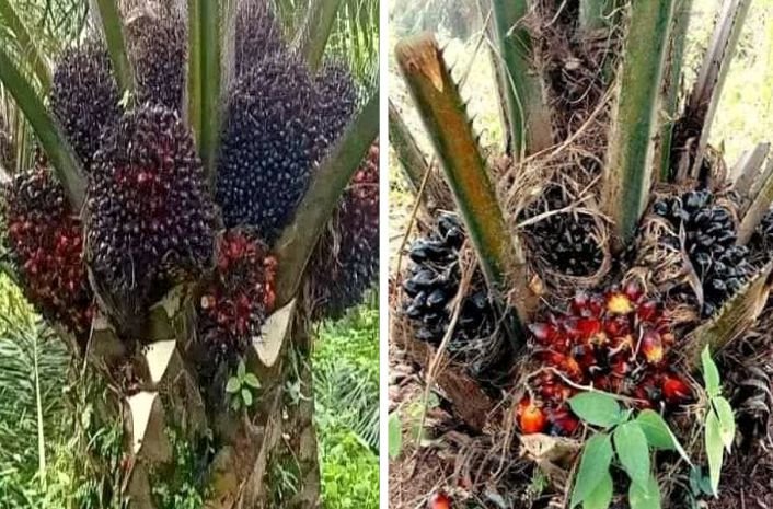 types of palm oil trees