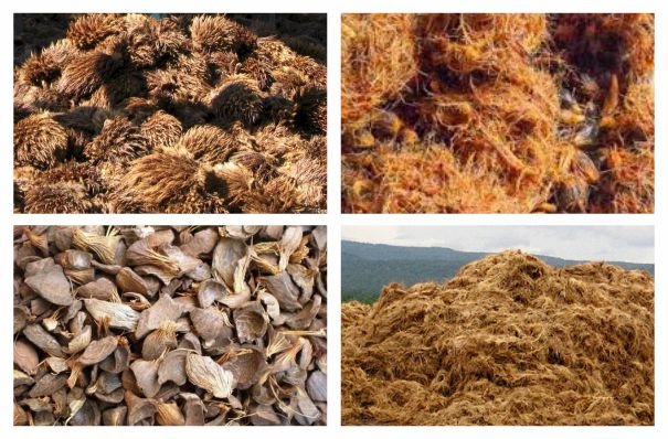 Different types of Palm Oil Biomass