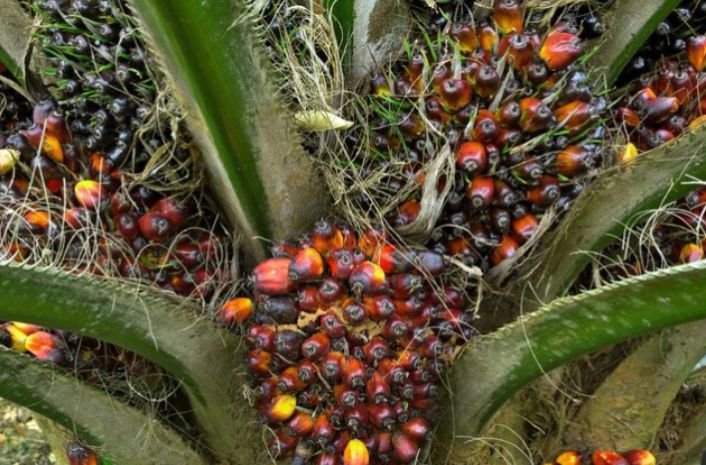 A ripe palm fruit tree in Ntigha, Abia State Nigeria, where sustainable palm oil is real