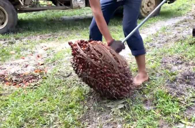 Handling the fresh fruit bunch of palm fruit