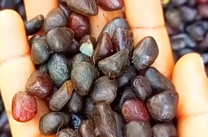 A handful of palm kernel