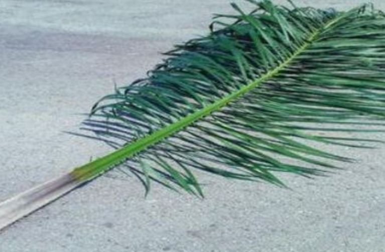 Palm frond from the palm oil tree