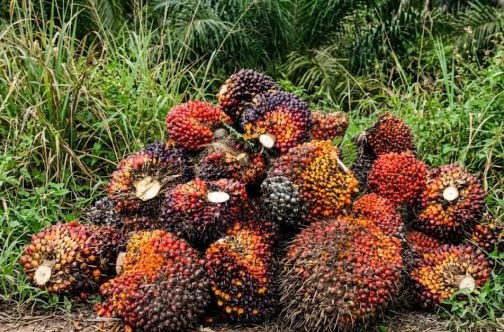 Harvested oil palm fresh fruit bunches